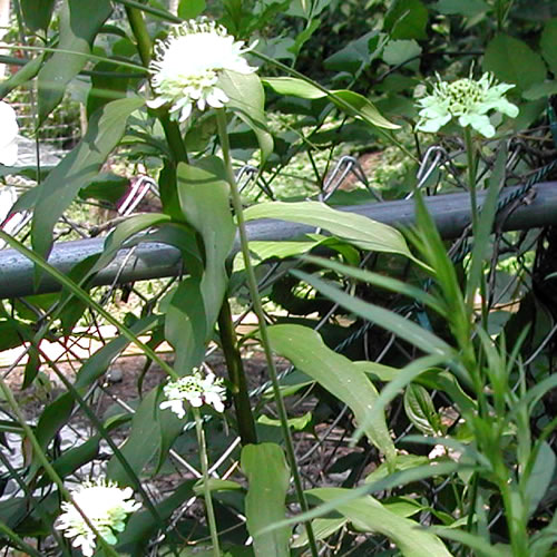 Cephalaria gigantea